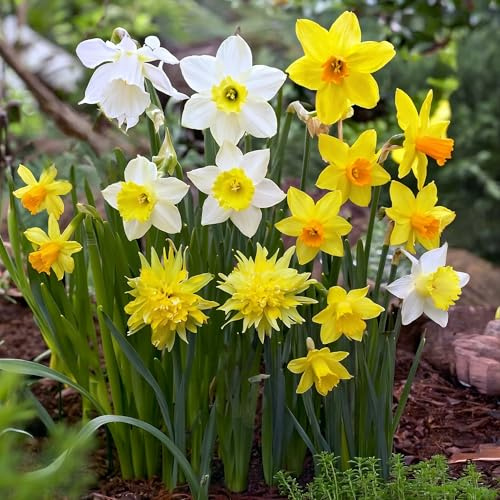 Collezione Di Bulbi Di Narcisi Da Giardino Roccioso – Naturalizzanti Gialli/Arancioni/Bianchi – Piante Olandesi Resistenti, Perenni, Per Giardino E Vasi – Bulbi Di Fiori – 25 Bulbi