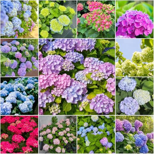 semi di ortensia - da giardino balcone balcone semi interni esotici primavera ortensie perenne resistenti tetto verde silvestre 300pcs