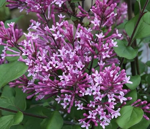 Flieder `Bloomerang Dark Purple´ (Zwergflieder), 40-60cm im Topf