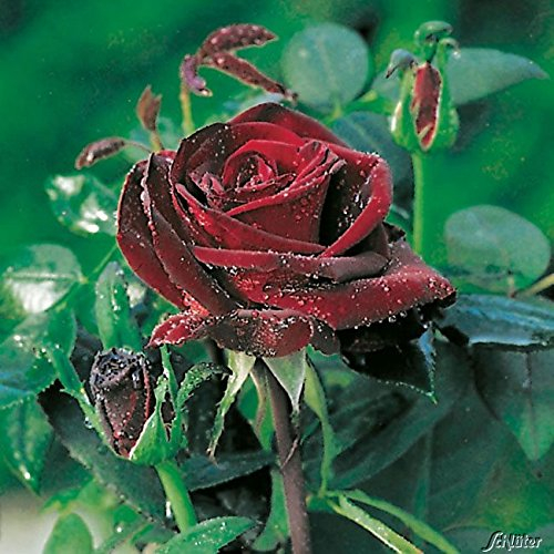 Edelrose Barkarole in Dunkel-Rot - Duftrose winterhart - Rosen-Blüte in Samt-Rot -Rose stark duftend im 5 Liter Container von Garten Schlüter - Pflanzen in Top Qualität