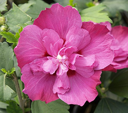 Dehner Hibiskus Purple Ruffles®, gefüllte lila Blüten, 40-60 cm, 3 l Topf | Hibiscus syriacus, Garten-Eibisch, Zierstrauch mit kompaktem Wuchs, Blütezeit Juni bis September, sonniger Standort