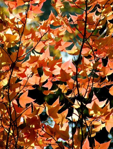 Seedeo Formosa Amberbaum (liquidambar formosanum) 100 Samen