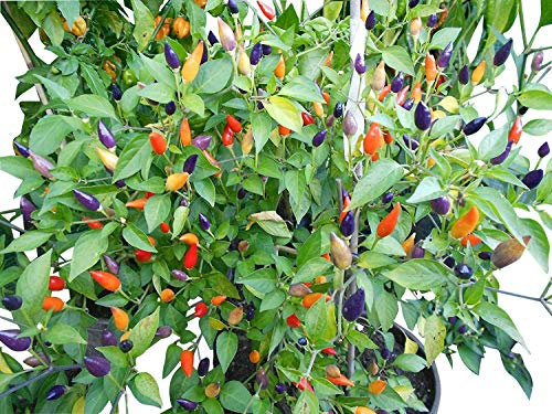 10 x Numex Twilight piment graines