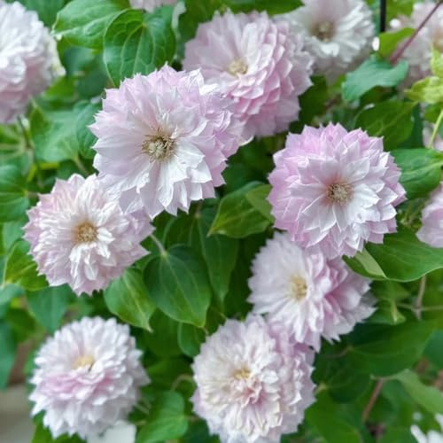 semillas de clemátide, trepadoras rápido perennes resistentes semillas para invitados trepadoras silvestres balcón jardín para 150pcs