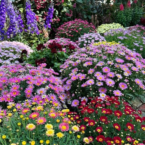 Semi di fioricampo, semi di prati fioriti, le da giardino roccioso sono resistenti da balcone semi di autunnali 300pcs