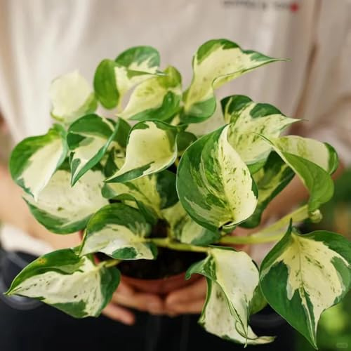 semi di pothos biologiche resistenti d'appartamento rialzata 100pcs