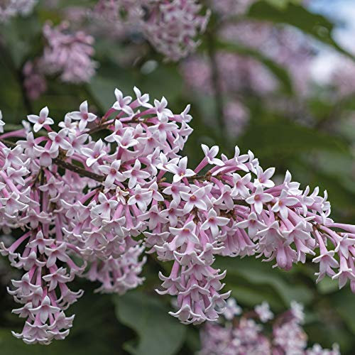 Lilac ‘Josikaea’ (Hungarian Lilac), Hardy Shrub in 9cm Pot x 1 by Thompson and Morgan