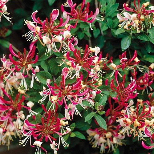 1 X LONICERA 'BELGICA' LAUBABWERFENDE KLETTERSTRAUCH-WINTERHARTE GARTENPFLANZE IM TOPF