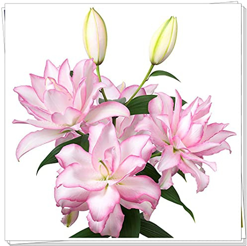 Bulbi lilium,Je colori brillanti sono éléganti e carini,Tenace-2,2Bulbis
