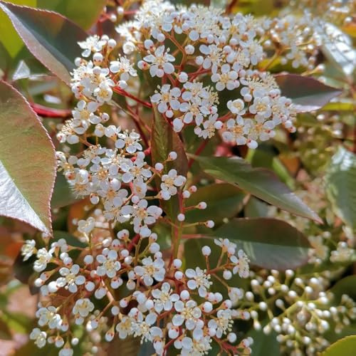 Semillas de Photinia con, exóticas del jardín rocas jardín en el balcón balcón Cobertura resistente 500pcs