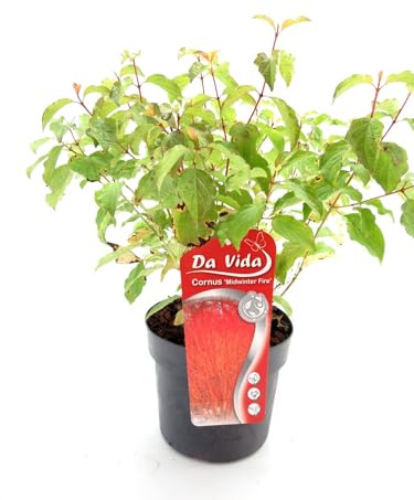 Cornus sanguinea 'Midwinter Fire' 40-60 cm – Roter Hartriegel – Feuer-Hartriegel – Winterfarbiger Zierstrauch – Blickfang im Garten – Pflegeleicht & Winterhart – Für Beet, Kübel & Hecke