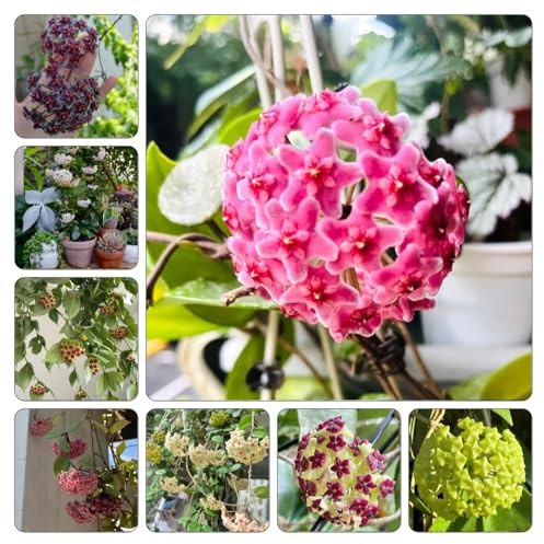 hoya - di porcellana di selvatici esotici cerato decorative, viti, rampicanti ornamentali per zone soleggiate 250semi