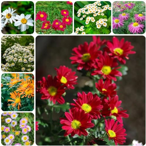Semi di Piretro Cinerariifolium - semi di crisantemo semi da balcone semi di estivi da giardino roccioso resistenti giardino 250pcs