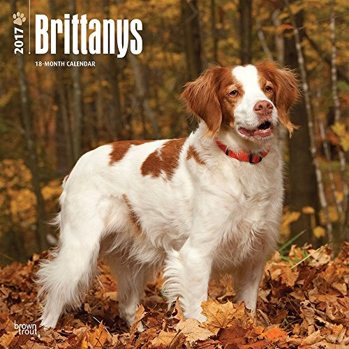 Brittanys - Epagneul Breton 2017 - 18-Monatskalender mit freier DogDays-App: Original BrownTrout-Kalender [Mehrsprachig] [Kalender] (Wall-Kalender)