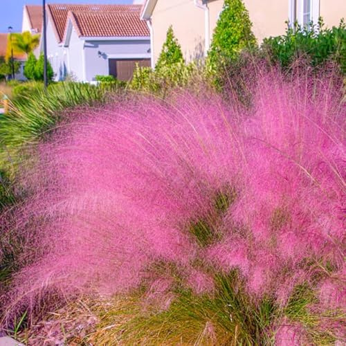 2 Pink Muhly Grass Plants Live, 5-9 Inch Tall Hardy Ornamental Grass Live Plants for Landscaping and Borders