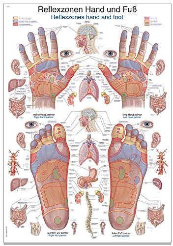 Erler Zimmer anatomische Lehrtafel, Reflexzonen Hand und Fuß, Lehrmittel, 50x70cm