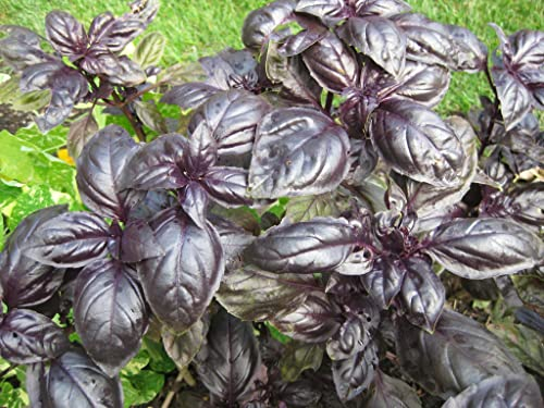 200 Semillas Albahaca Morada (Ocimum Basilicum - Dark Opal)