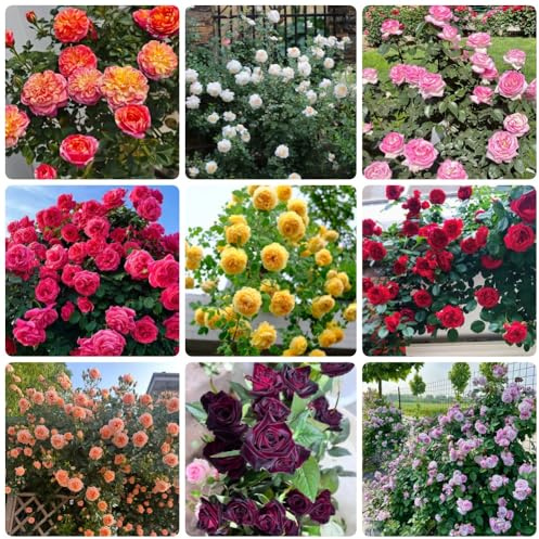 semillas de rosal, para lugares soleados Semillas de rosa chinensis, exóticas Rosales trepadores resistentes semillas de variedades antiguas 100pcs