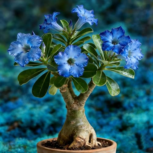 Lot de 2+ roses du désert bleues exclusives, nuance de couleur la plus rare pour des intérieurs élégants et une décoration de jardin luxueuse avec une grande valeur esthétique