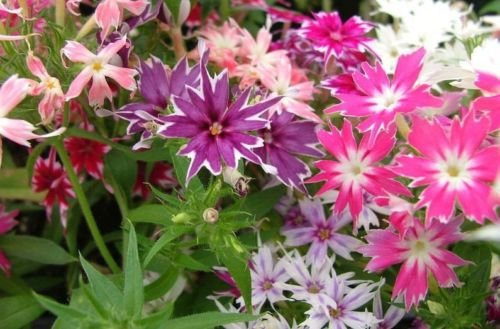 Phlox-Samen Phlox Twinkles Mix 200 Samen