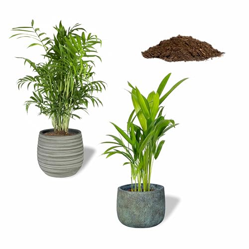 SMPLY. Pack de 2 Palmeras Naturales de Interior + Sustrato: Areca + Chamaedorea Maceta Ø 13 cm - Alto 30-40 cm + Incluye Saco 10L Sustrato Universal para Plantas