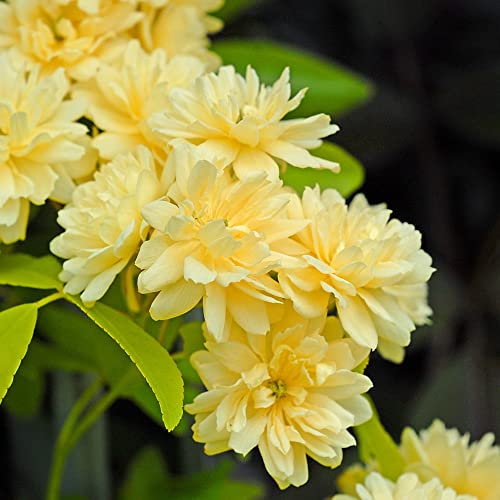 Rambling Rose 'Lutea' Yellow Thornless Climbing Hardy Shrub Double Yellow Blooms RHS AGM Easy to Grow Your Own Garden Flowers 1x 3-Litre Potted Plant by Thompson & Morgan (1)