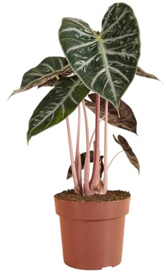 Bloomique - Alocasia Pink Dragon (Elefantenohr) - Zimmerpflanze - Luftreinigend - Höhe 50-70 cm - 17 cm Topf