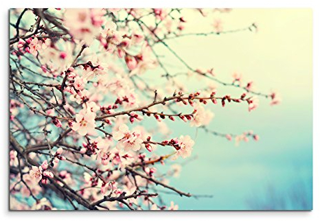 Sinus Art Wandbild 90x60cm Naturfotografie – Rosa Kirschblüten auf Leinwand für Wohnzimmer, Büro, Schlafzimmer, Ferienwohnung u.v.m. Gestochen scharf in Top Qualität