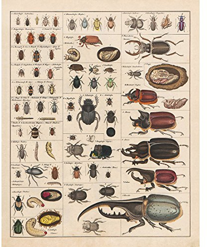 Meishe Art Jahrgang Plakate Drucken Insekten Sammlung Arten Identifizierung Bezug Abbildung Entomologie Klassenzimmer Club Mauer Dekoration Kunst(40cmx50cm)