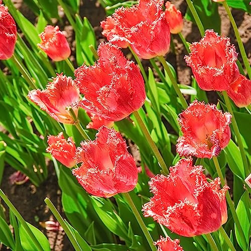 bulbi di tulipano selvatico - Decorazione soggiorno primaverili appartamento resistente 15pcs