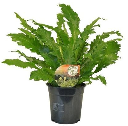 Nestfarn – Asplenium Campio – Zimmerpflanze – Ø17cm x 50cm – dekorativer Farn für Wohnzimmer, Büro & Innenräume