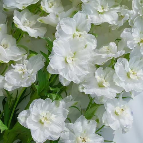 delphinium semi di interni esotici semi selvatico perenne resistente balcone tagliato ufficio balcone parterre 400pcs