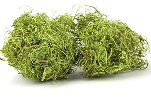 NaDeco Curly Moos grün 250g Curlymoos Tillandsia Moos Deko Moos Bastelmoos Dekomoos Bastel Moos Moos zum basteln