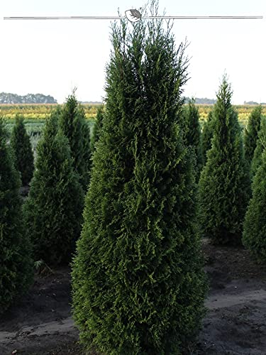 Thuja Smaragd 180-200 cm im Topf. 10 Koniferen. Thuja Hecke = Sichtschutz Hecke