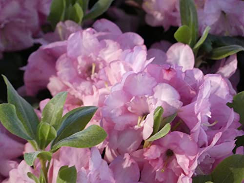 Großblumige Alpenrose Bardia - Rhododendron hybride - 30-40 cm