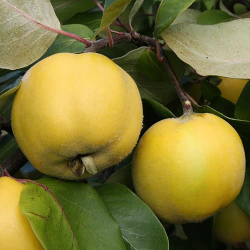 Plant Theory 1.2m Quince Serbian Gold Fruiting Outdoor Fruit Tree 9L Pot QA Rootstock