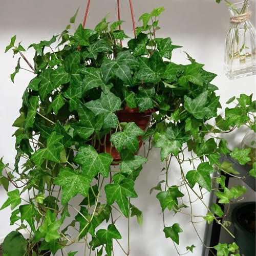 semi di edera a crescita rapida - Ivy Vines - rampicanti resistenti, edera, decorazione del giardino per decorative da esterno sospese, viti decorative 100pcs