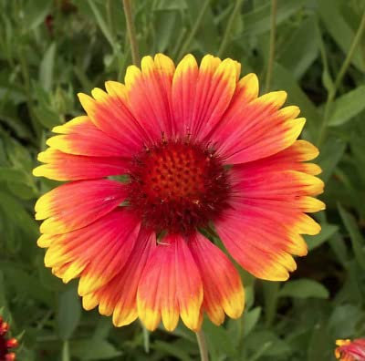 Buy4seeds 200 Seeds Gaillardia aristata grandiflora Mixed Easy to Grow Garden Yard Patio
