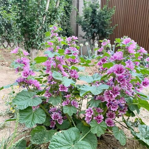 semillas de malva decoración orgánicas jardín balcón invernadero 750pcs