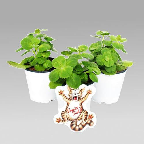 Exotenherz - Coleus canin - Verpiss-Dich - Pflanze - 12 Pflanzen