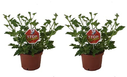 DECOALIVE Pack de 2 Plantas Antimosquitos: Dos Unidades de Geranio con Aroma a Limón o Citronela, 8436601570468