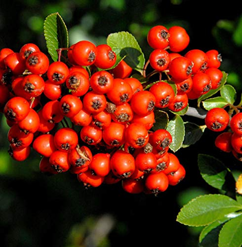 Feuerdorn Red Star 80-100cm - Pyracantha