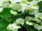 50 Pellettata Begonia Semi hot semi -punta Bianco