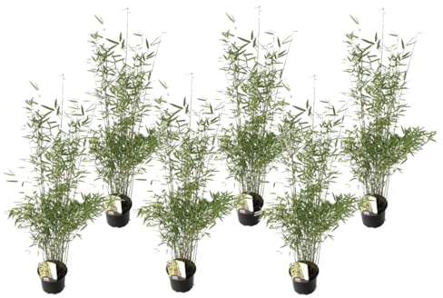 Plant in a Box - Fargesia 'Red Dragon' - Bambou rouge - Set de 6 - Bambou plante exterieur rustique non traçant - Pot 17cm - Hauteur 50-70cm