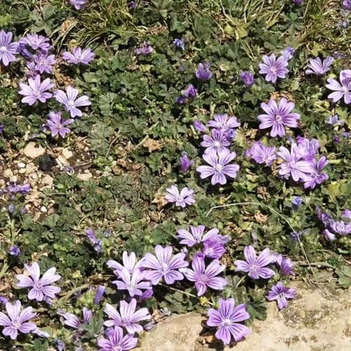 450 piezas semillas malva - de jardín de semillas del prado pequeños verano