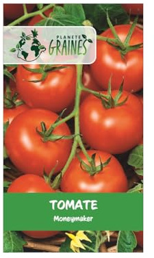 300 graines de tomate money maker, variété ancienne très productive, fruit rouge lisse et uniforme