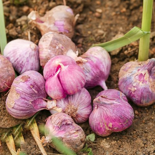 knoblauchsamen pflanzknoblauch hochbeete für garten gemüsesamen alte sorten pflanzensamen heilkräuter zimmerbonsai bonsai gemüsesaat winterknoblauch gartenpflanzen gartenkräuter 150samen