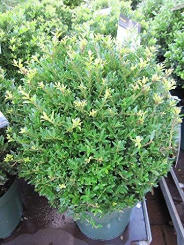 Ilex crenata Jelena (Twiggy) - japanische Stechpalme Jelena, Syn. Twiggy - Bergilex - Größe 15-20cm