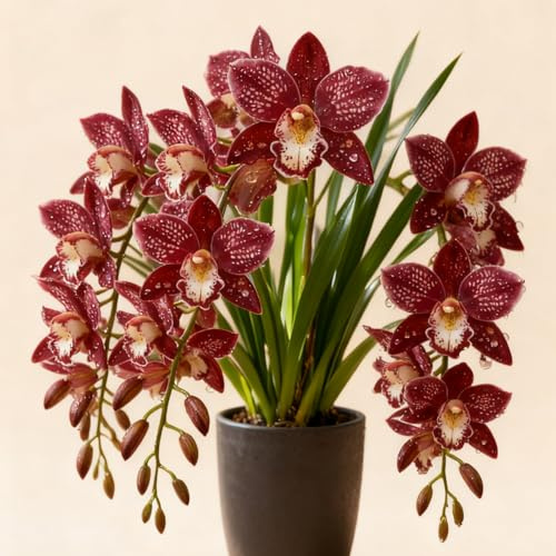 Rizomas de Cymbidium resistentes/Orquídeas de exterior/Cymbidium Fragantes/Perfectas para exhibir en balcones.-3 Rhizome-F