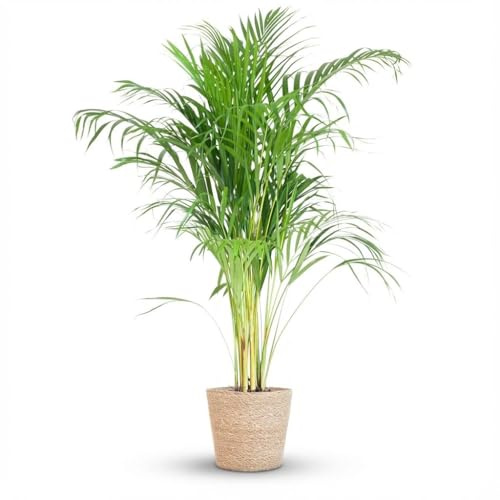Green boutiQ - Zimmerpflanze - Goldfruchtpalme - Dypsis Lutescens Areca - Grün - Pflegeleicht - 1 Pflanze - mit Korb - Topf 21cm - Höhe 90-100cm